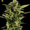 Auto Bomb autoblomstrende cannabisfrø fra Green House Seeds