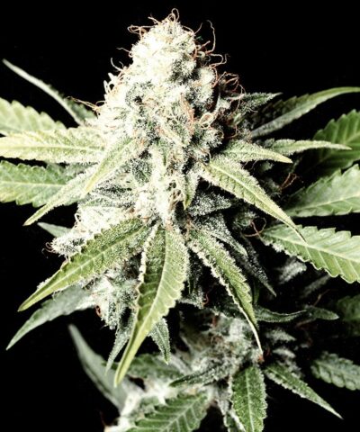 Great White Shark cannabis frø - Subseed.dk