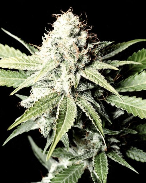 Great White Shark cannabis frø - Subseed.dk