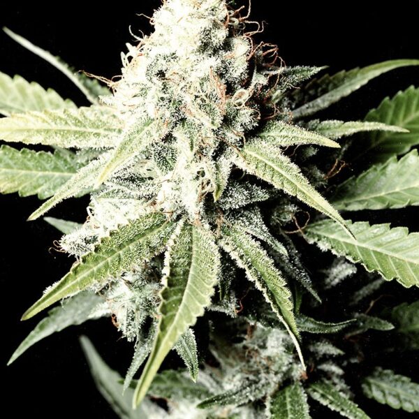 Great White Shark cannabis frø - Subseed.dk