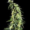 Hawaiian Snow - Subseed.dk