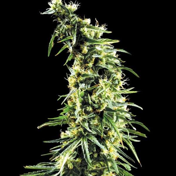Hawaiian Snow - Subseed.dk