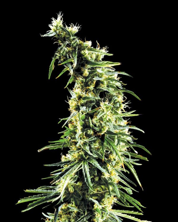 Hawaiian Snow - Subseed.dk