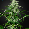 Kalashnikova autoblomstrende cannabisfrø fra Green House Seeds