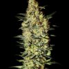 Neville’s Haze feminiserede cannabisfrø fra Green House Seeds