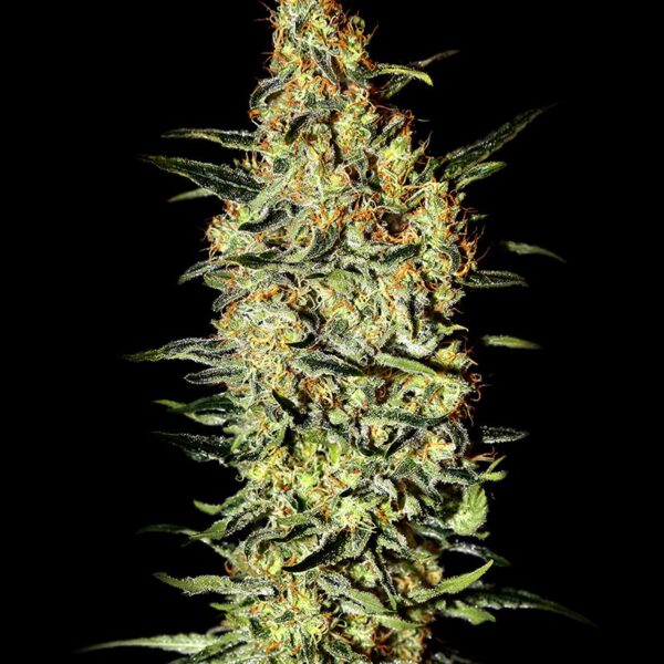 Neville’s Haze feminiserede cannabisfrø fra Green House Seeds