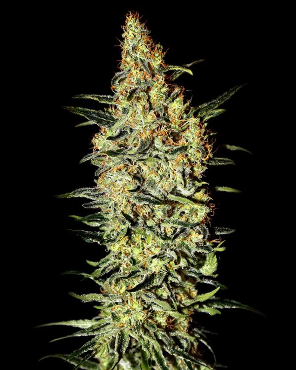 Neville’s Haze feminiserede cannabisfrø fra Green House Seeds