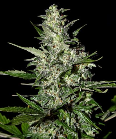 Super Critical autoblomstrende skunk frø - Subseed.dk