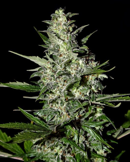 Super Critical autoblomstrende skunk frø - Subseed.dk