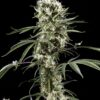 Super Lemon Haze feminiserede cannabisfrø fra Green House Seeds