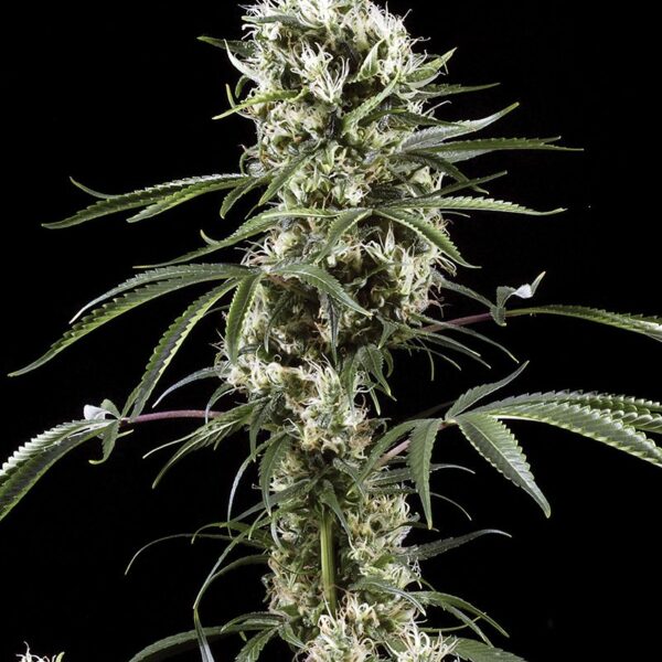 Super Lemon Haze feminiserede cannabisfrø fra Green House Seeds