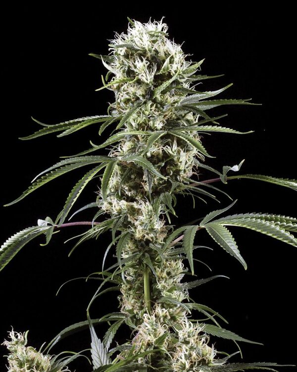 Super Lemon Haze feminiserede cannabisfrø fra Green House Seeds
