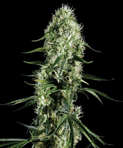 Super Silver Haze - Subseed.dk