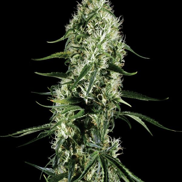 Super Silver Haze - Subseed.dk