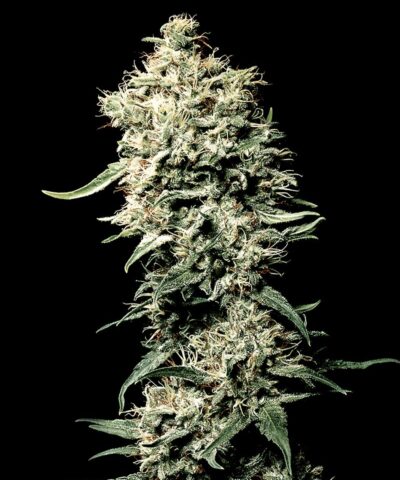 White Rhino feminiseret skunk frø - Subseed.dk