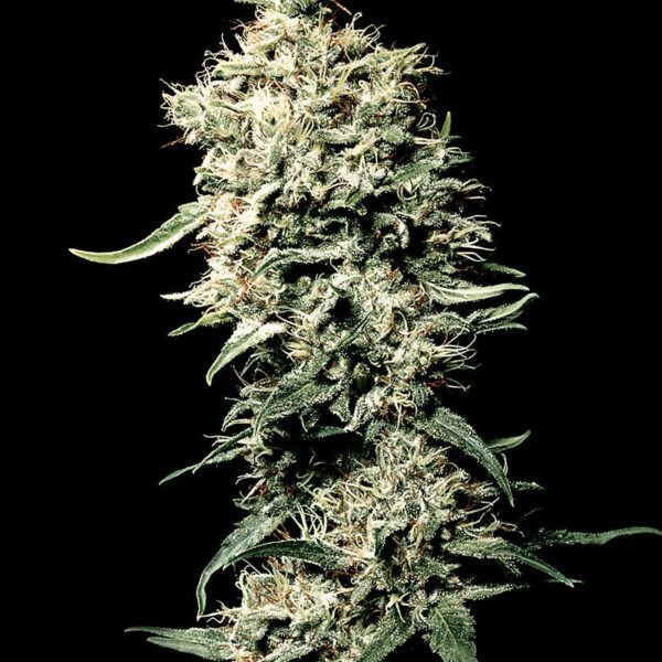 White Rhino feminiseret skunk frø - Subseed.dk