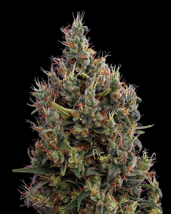 Big Bang Auto cannabis frø - Green House Seeds