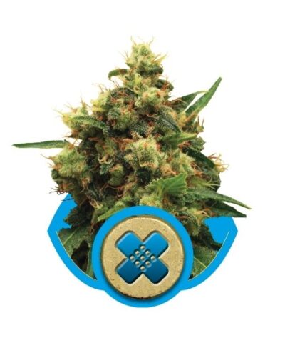 Painkiller XL er en fraragende medicinsk cannabis art, der har utrolig mange fordele. Painkillder besidder en fin balance mellem et højt indhold CBD og et lavt indhold THC.