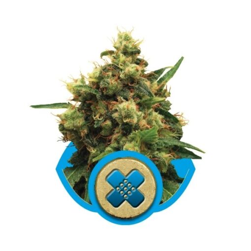 Painkiller XL er en fraragende medicinsk cannabis art, der har utrolig mange fordele. Painkillder besidder en fin balance mellem et højt indhold CBD og et lavt indhold THC.
