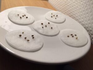 Spiring af cannabis frø 2 - Subseed.dk