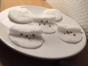 Spiring af cannabis frø 4 - Subseed.dk