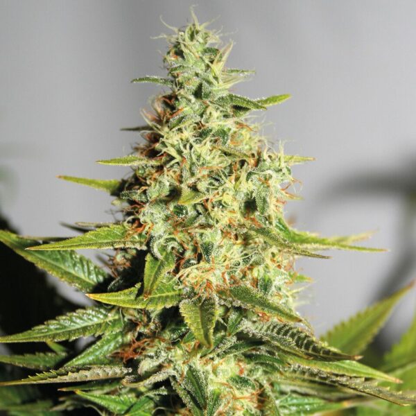 Acapulco Gold feminiserede cannabisfrø fra Barneys Farm