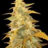 Afghan Kush feminiserede cannabisfrø fra World of Seeds