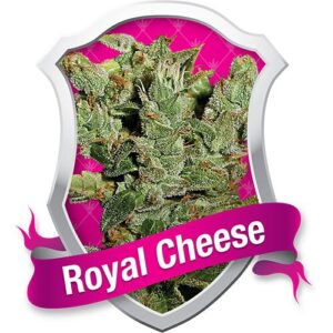 Royal Cheese feminiserede cannabisfrø fra Royal Queen Seeds