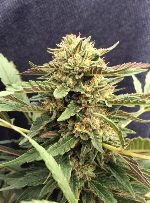 CBD Therapy medicinske cannabis frø - CBD Crew