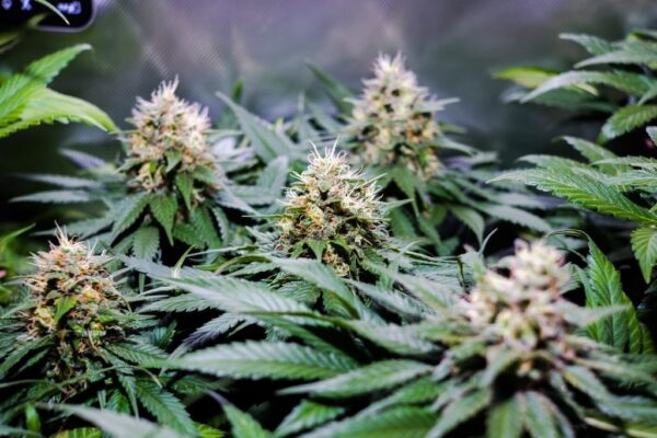 CBD Therapy medicinske cannabis frø - CBD Crew - Image 2