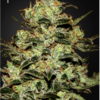Moby Dick feminiserede cannabisfrø fra Green House Seeds