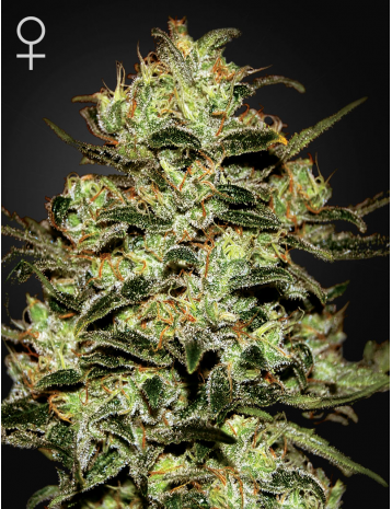 Moby Dick feminiserede cannabisfrø fra Green House Seeds