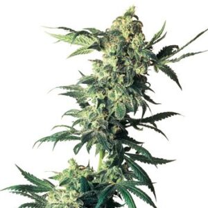 Northern Lights feminiserede cannabisfrø fra Sensi Seeds