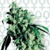 Sensi Super Skunk feminiserede cannabisfrø fra Sensi Seeds