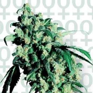 Sensi Super Skunk feminiserede cannabisfrø fra Sensi Seeds