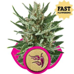 Speedy Chile Fem. cannabis frø - Royal Queen Seeds