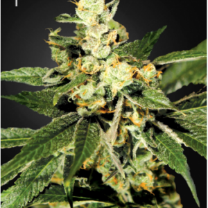 Trainwreck Fem. cannabis frø - Green House Seeds