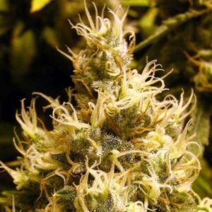 Wonder Woman Fem. cannabis frø - Nirvana Cannabis Seeds