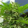 AK48 feminiserede cannabisfrø fra Nirvana Seeds