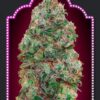 Bubblegum feminiserede cannabisfrø fra 00 Seeds