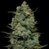 Cookies Kush feminiserede skunkfrø fra Barneys Farm