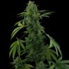 Pineapple Express autoblomstrende cannabisfrø fra Barneys Farm
