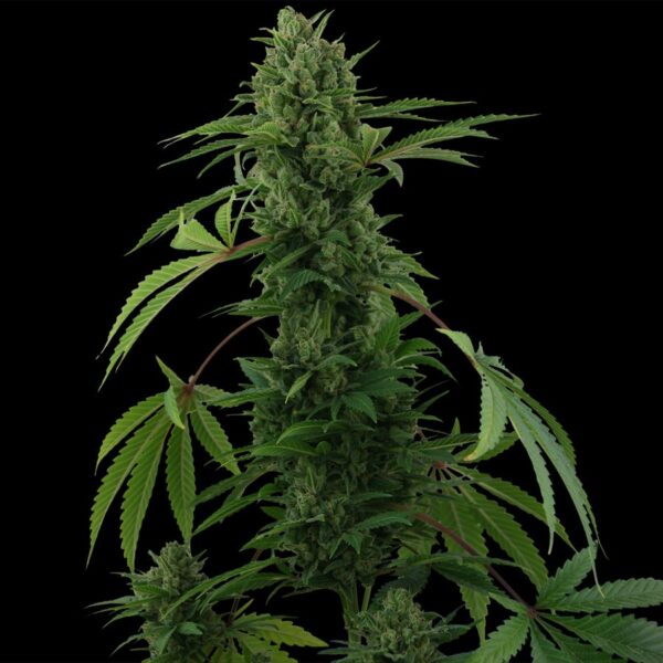 Pineapple Express autoblomstrende cannabisfrø fra Barneys Farm