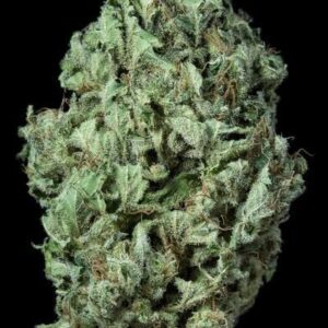 Sour Diesel Auto cannabis frø - Dinafem Seeds