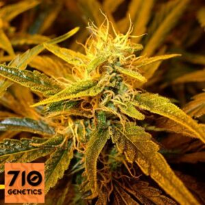 Cheese Fem. cannabis frø - 710 Genetics Seedbank