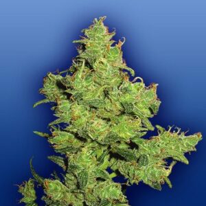 Flying Dragon Fem. cannabis frø - Flying Dutchmen