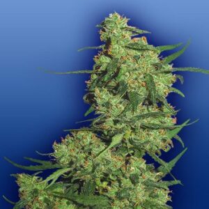 Nepal Kush Fem. cannabis frø - Flying Dutchmen