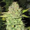 Devil's Fruit feminiserede cannabisfrø fra Medical Seeds