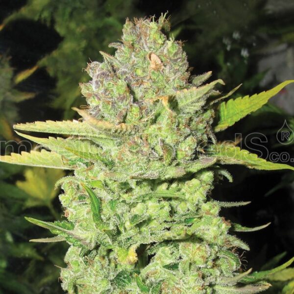 Devil's Fruit feminiserede cannabisfrø fra Medical Seeds