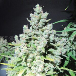 Malakoff CBD cannabisfrø fra Medical Seeds